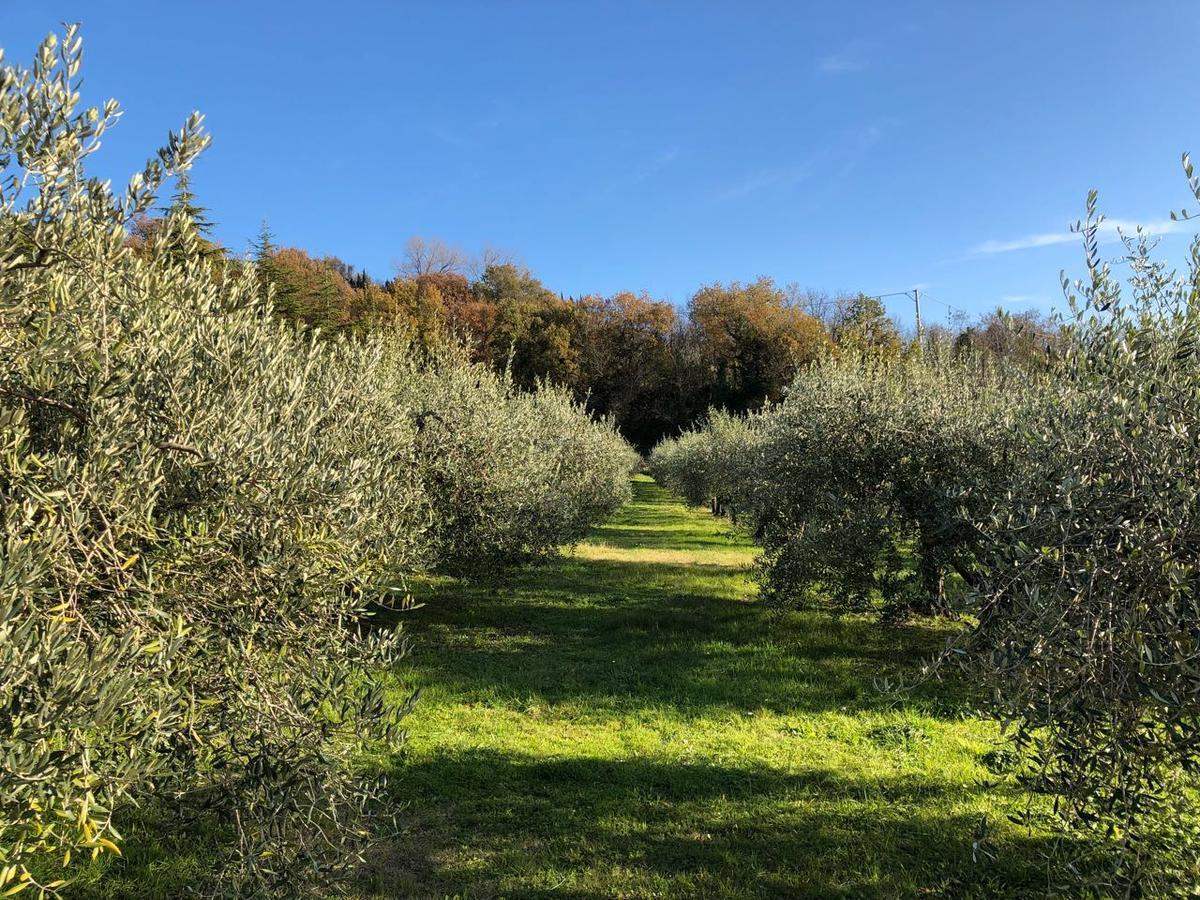 La Tenuta Del Giglio Βίλα Tavullia Εξωτερικό φωτογραφία